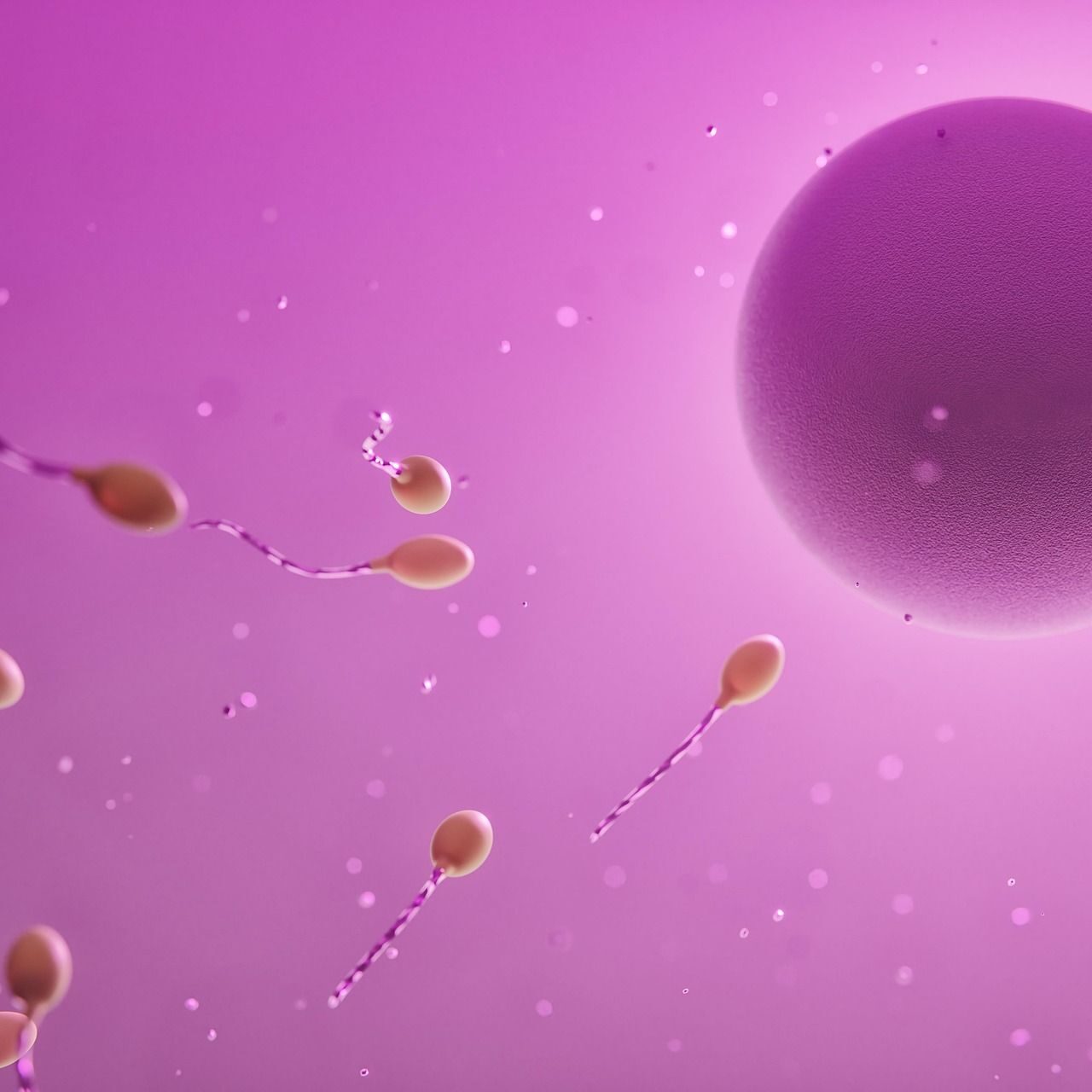 ovum-7733777_1920 ovum-7733777_1920
